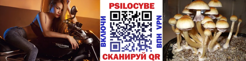 Галлюциногенные грибы Cubensis Лодейное Поле